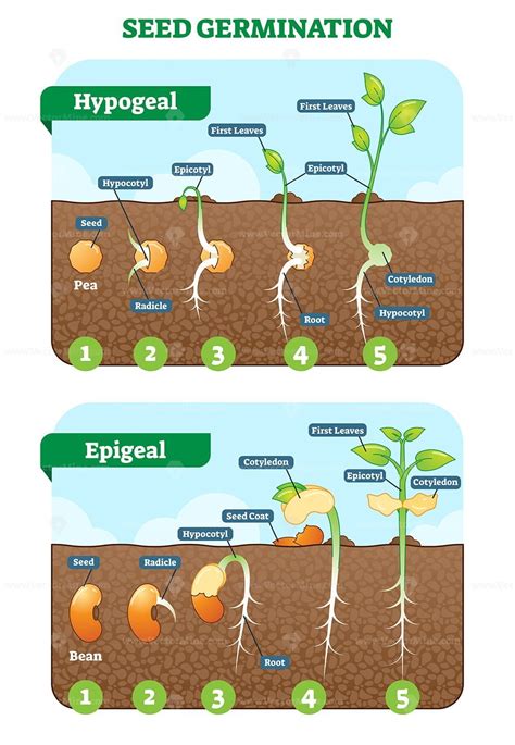 Seed germination cross section vector illustration in stages – VectorMine