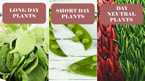 PHOTOPERIOD ( Long Day Plants ,Short Day Plants and Day Neutral Plants ...