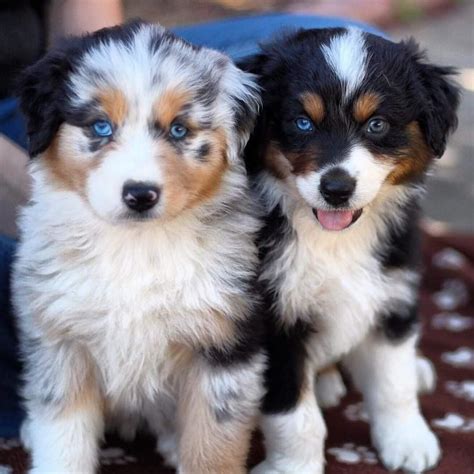 Australian Shepherd Red Merle Welpe Kaufen