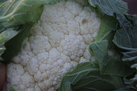 Cauliflower- Snowball – GMO Free Seeds