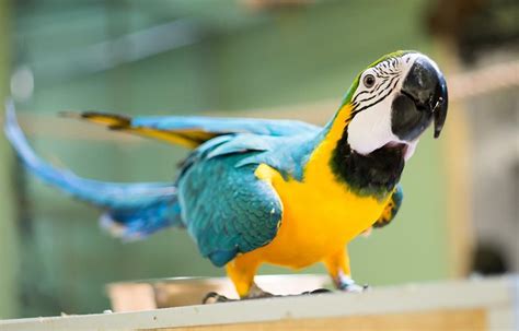 Blue and Gold Macaw | The Animal Facts | Habitat, Diet, Appearance