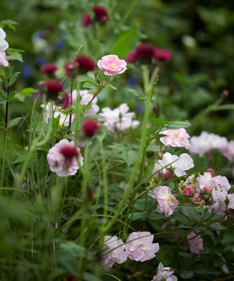 Designing a rose garden: for naturalistic and formal schemes | Homes ...