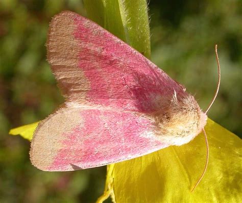 Rosy Maple Moth Life Cycle Free Shipping | www.gbu-presnenskij.ru