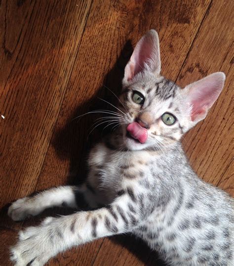 Savannah Cats, Bengal Cats For Sale | Bengal cat for sale, Bengal cat ...