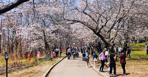 The best days to see the High Park cherry blossoms 2018 | Curated