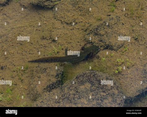 Arizona Tiger Salamander (Ambystoma mavortium nebulosum) from Mesa ...