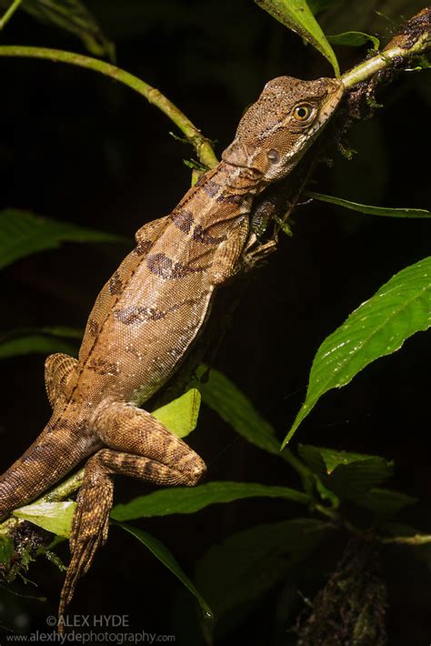 Common Basilisk lizard female {Basiliscus basiliscus} - Costa Rica ...