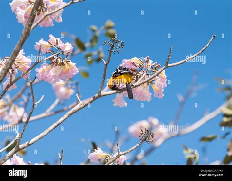 Altamira Oriole (Icterus gularis) feeding on flowers in Tabasco state ...