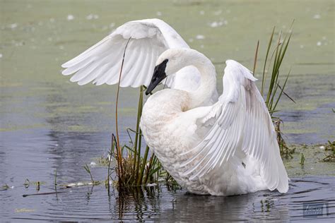 Elegant Trumpeter | Arcadia Marsh Nature Preserve, Manistee County ...