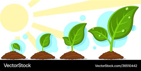 Sprout sprouting in ground set growth phases Vector Image