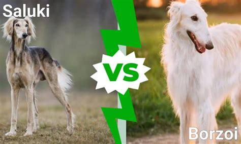 Saluki vs Borzoi: 5 Key Differences - A-Z Animals