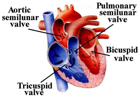 Difference of Arteries and Veins and structure of human Heart (SA and ...