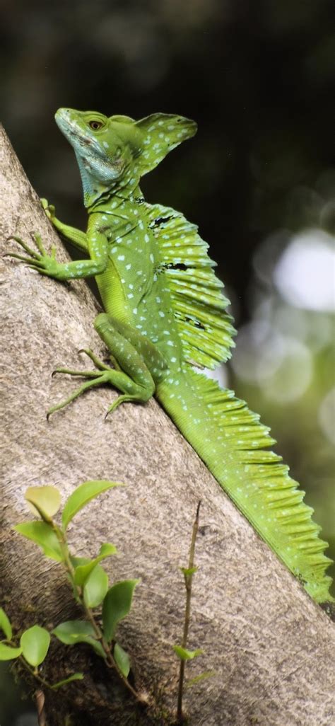 Weird looking green lizard (Basiliscus plumifrons) - About Wild Animals