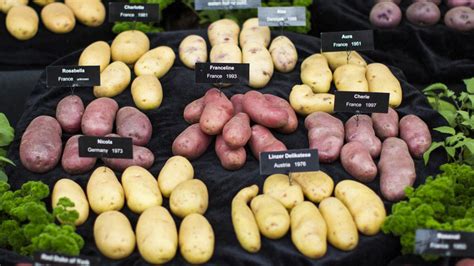 17 Types Of Potatoes And When To Use Them