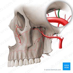 Middle meningeal artery: Anatomy, branches, supply | Kenhub