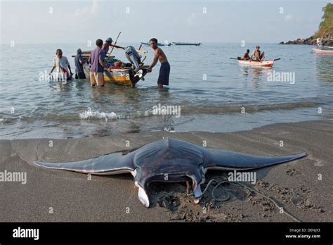 A dead devilray (Mobula japanica), dragged onto the beach in Lamalera ...