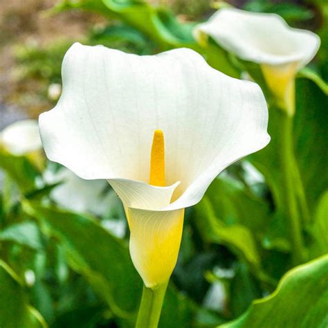 Giant White Calla Lily | Spring Hill Nurseries – Spring Hill Nursery