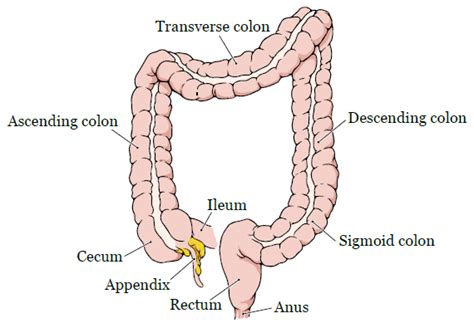 About Your Colon Resection Surgery | Memorial Sloan Kettering Cancer Center