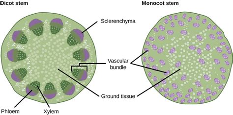 Figure_30_02_06 | Organismal Biology