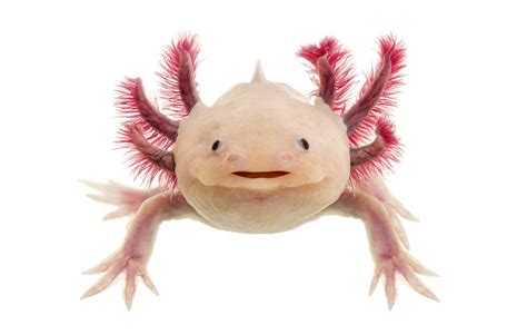 New Genome Sheds Light on the Axolotl, a Master of Regeneration ...