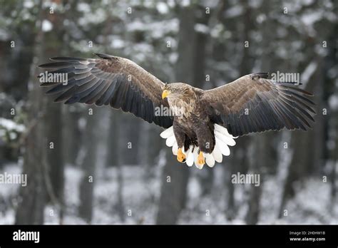 White-tailed eagle flying Stock Photo - Alamy