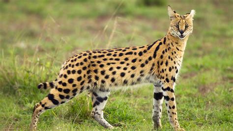 African Serval