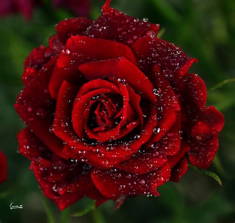 Red Rose Desktop Wallpapers Group (92+)