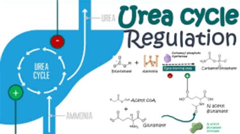 Urea Synthesis made easy | Urea Cycle in detail - YouTube