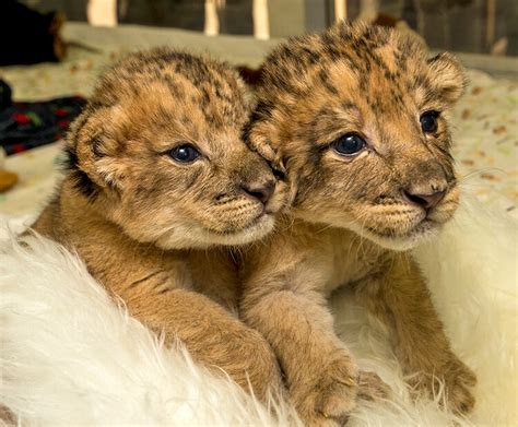 Learning to be lions | San Diego Zoo Wildlife Explorers