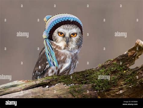 Saw whet owl baby hi-res stock photography and images - Alamy