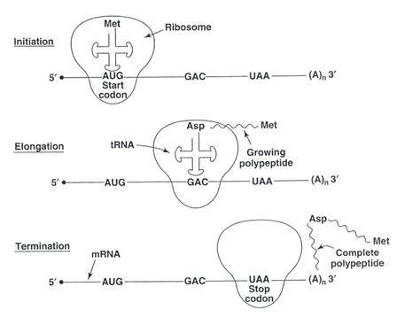 16: Translation including initiation, elongation and termination stages ...