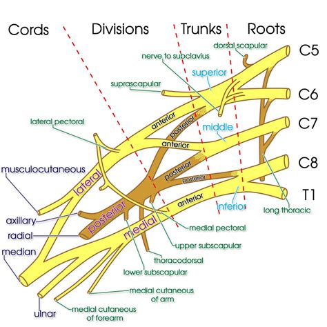 Brachial Plexus | AnatomyZone