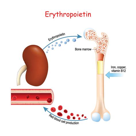 Red Blood Cell - The Definitive Guide | Biology Dictionary