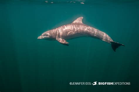 Whale Shark Snorkeling Expedition 2022 | Big Fish Expeditions