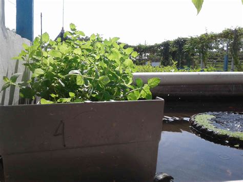 20 Best Plants for Aquaponics