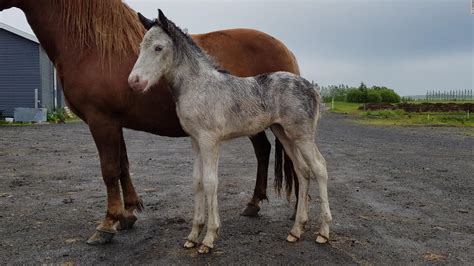 Iceland: New coat color found in Icelandic horse - CNN