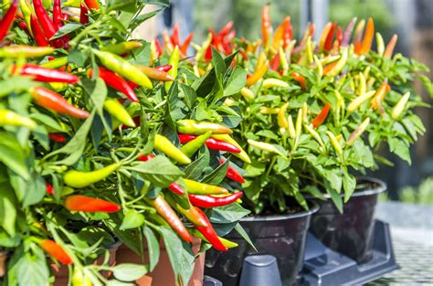 How to Grow Ornamental Peppers