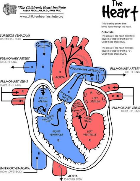 Heart diagram from The Children's Heart Institute (http ...