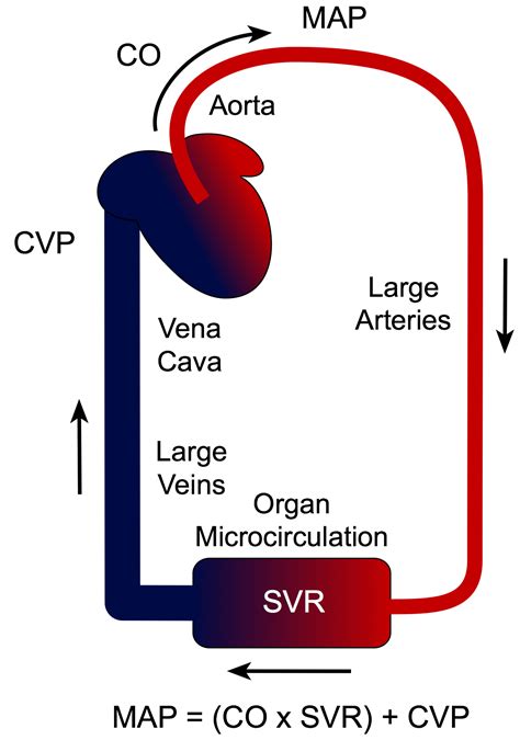 CV Physiology | Mean Arterial Pressure