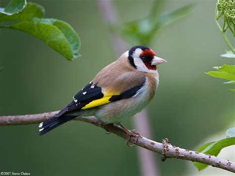 European Goldfinch