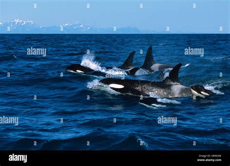 Orca (Orcinus orca) pod surfacing, Kenai Fjords National Park, Alaska ...