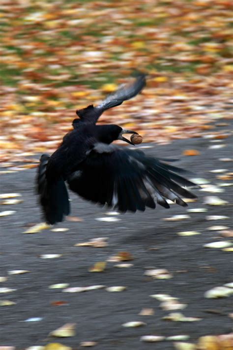 Crow Symbolism and Meaning: 11 Spiritual Meanings of Crows | Sarah Scoop