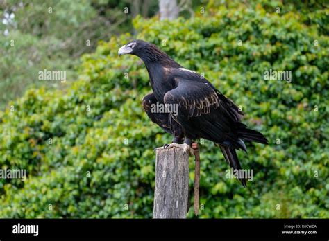 Wedgetail Eagle - Birds of Prey Show - O'Reilly's Rainforest Retreat ...