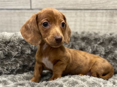 Dachshund Puppy Red Dapple ID:9549 Located at Petland San Antonio, TX