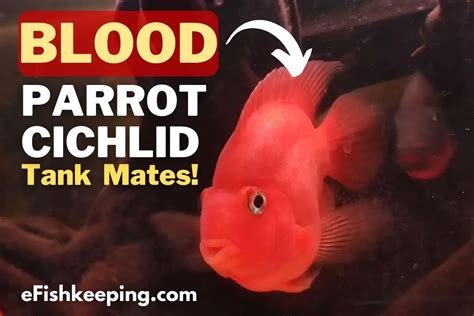 Top 10 Blood Parrot Cichlid Tank Mates (With Pictures!) - eFishkeeping