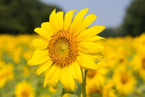 Free photo: Sunflower Plant - Bloom, Blossom, Delicate - Free Download ...