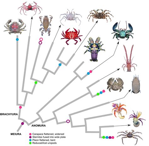 How does a crustacean become a crab? | EurekAlert!