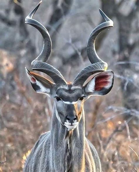 Cudo, um dos maiores antílopes da África. | Wild animals photography ...