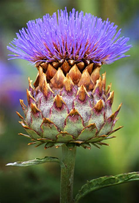 Cynara Cardunculus. Photograph by Terence Davis