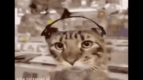 Cat Vibing GIF - Cat Vibing - Discover & Share GIFs